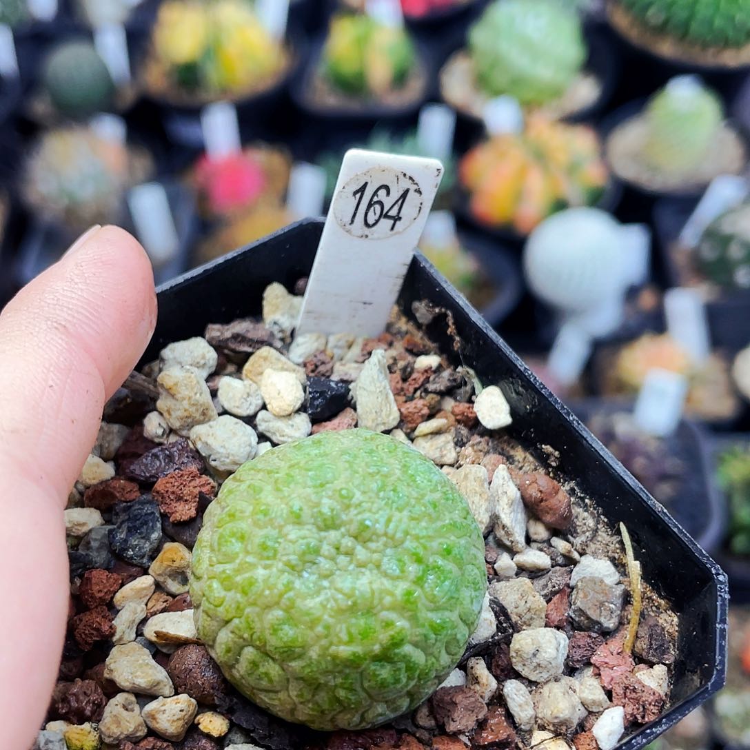 非偏远地区满25包邮仙人球