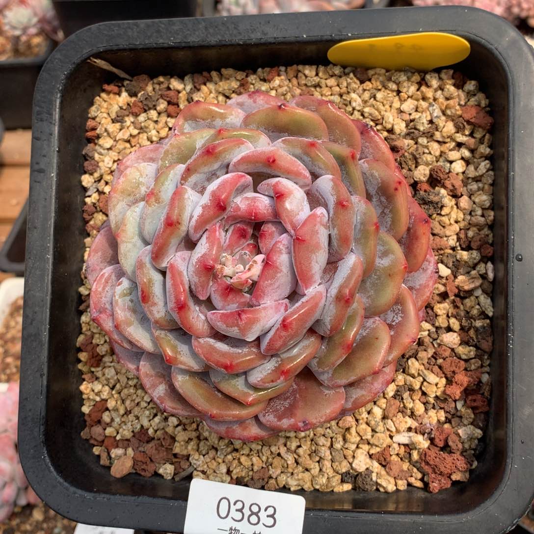 12厘米单头石榴籽0383