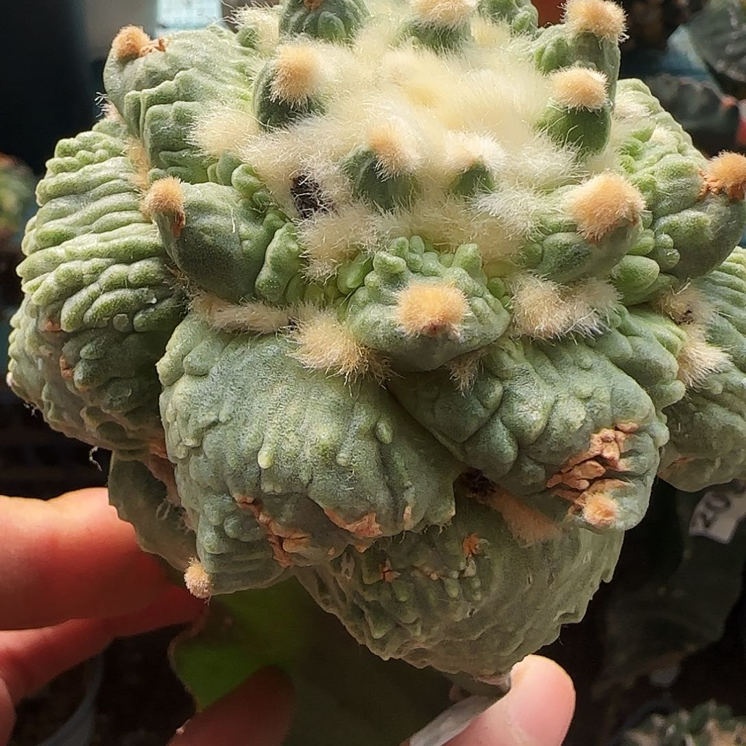 怒涛745仙人球开花