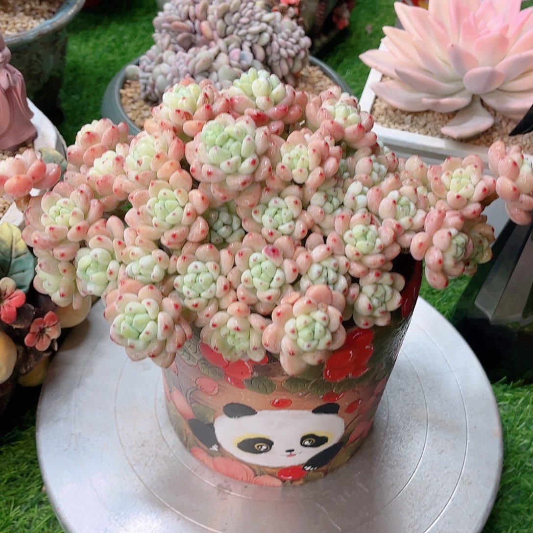 韩版樱花罗琦多肉