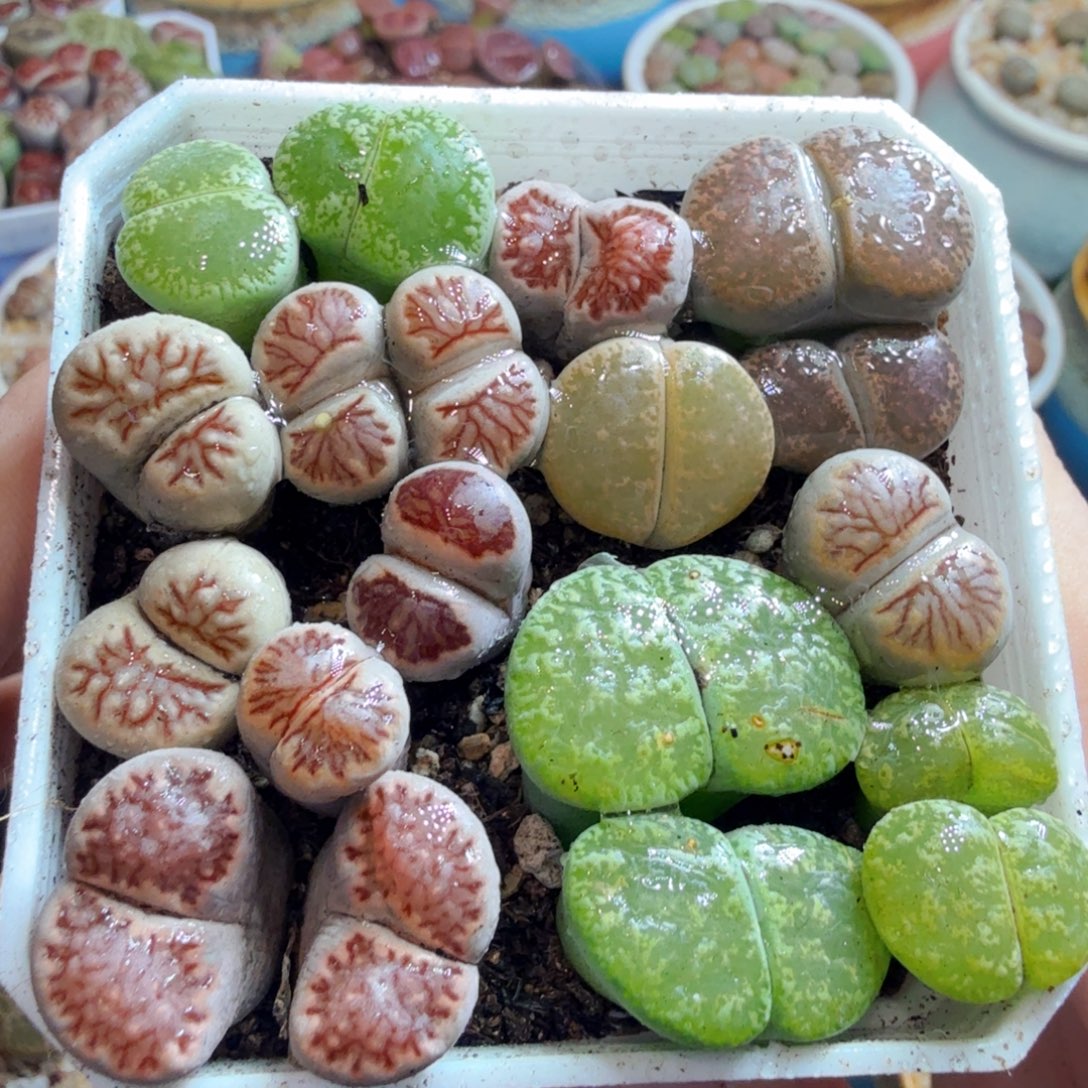 多肉葡萄的味道真的很58