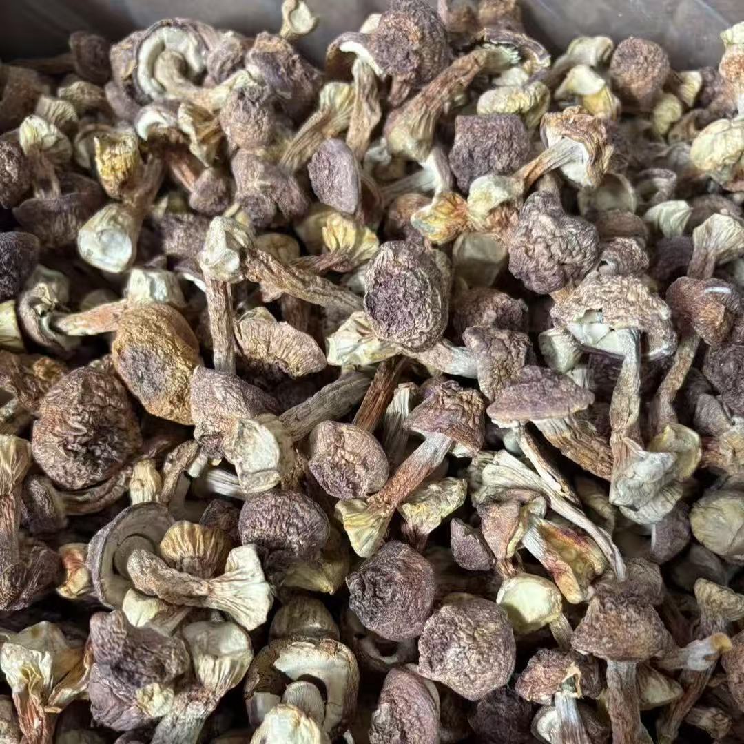 四川菌王手选高山姬松茸 新货干货
