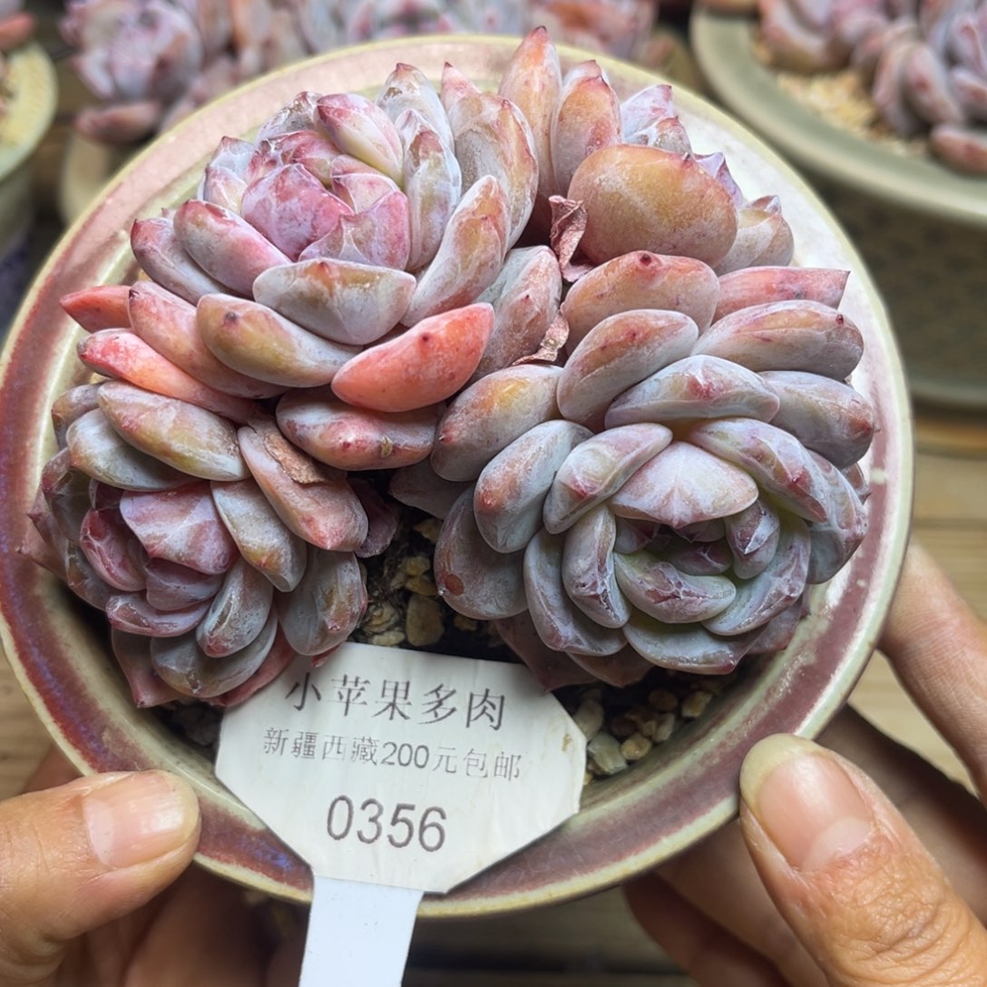 绿底紫心356/11cm4头