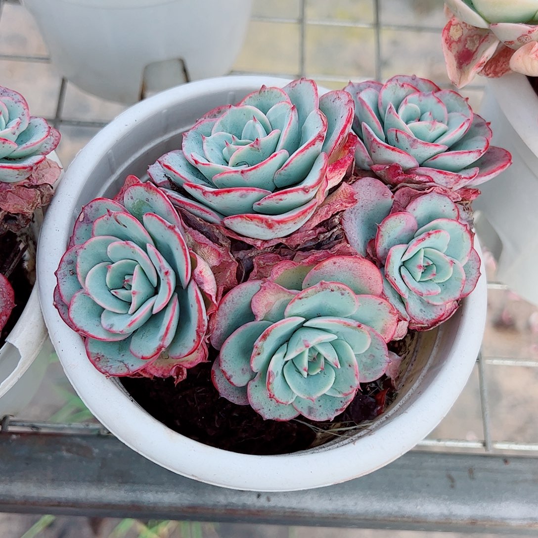 奶油黄桃多头造型精品