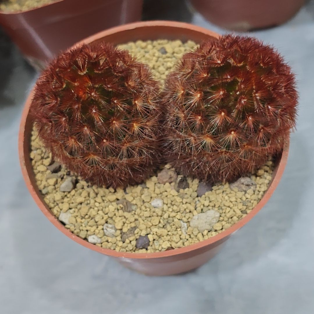 实生根双头红刺嘉文丸