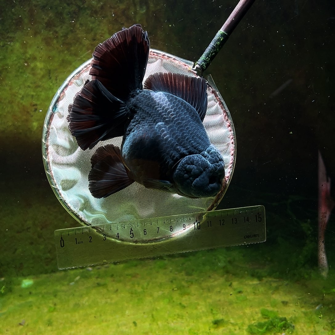 金鱼冷水金鱼百褶泰狮