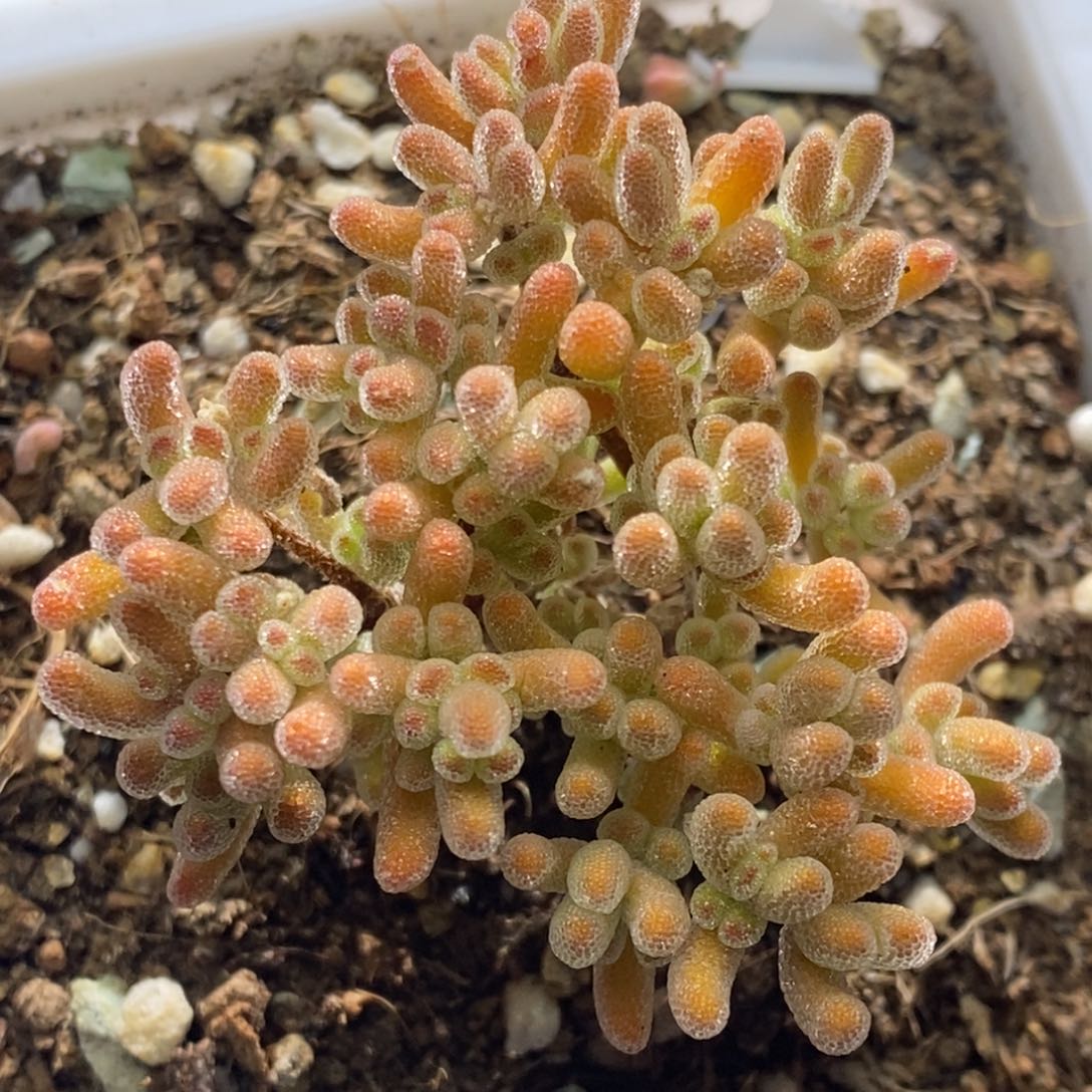 冰晶杂A996枝干番杏