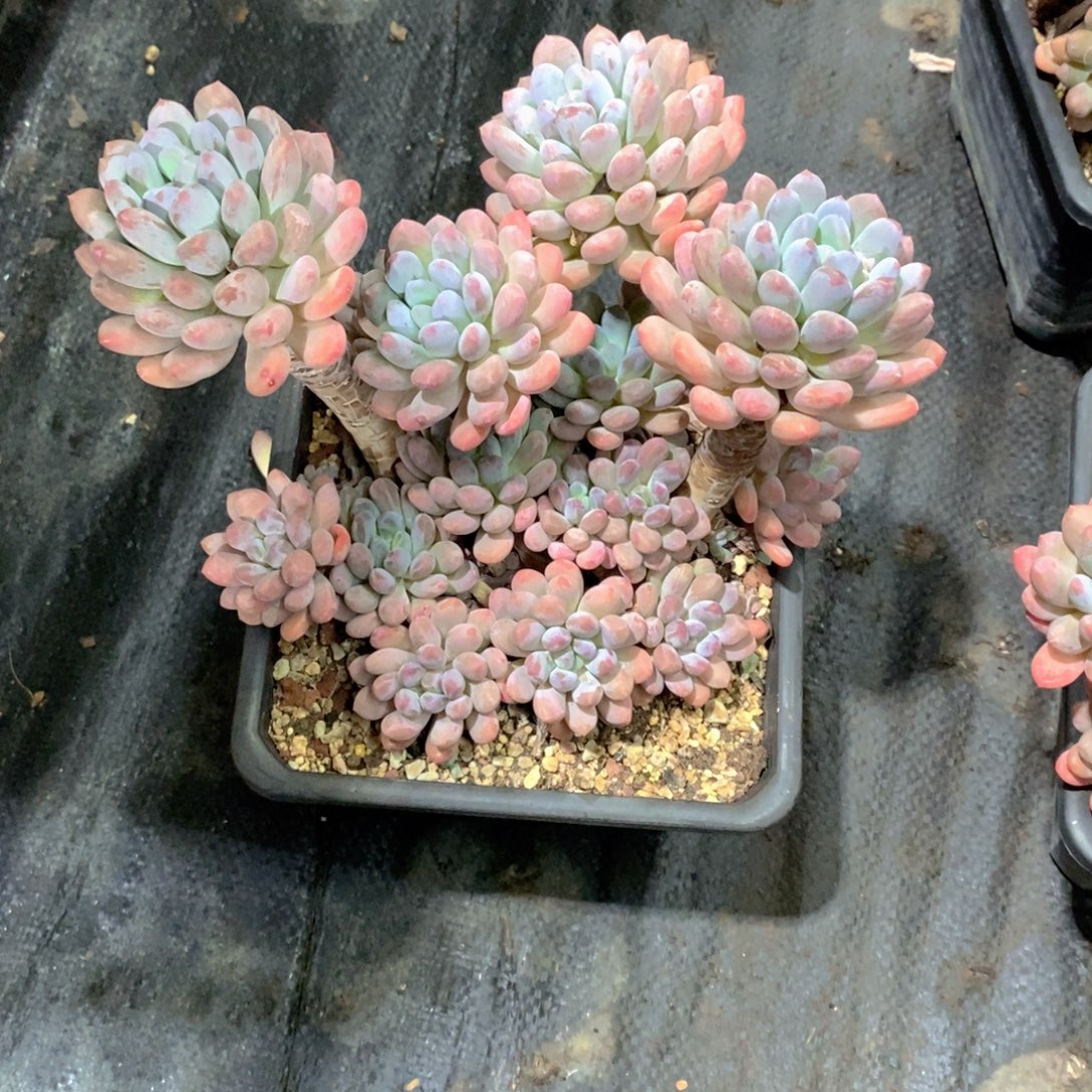 五***业灯美人多肉植物群
