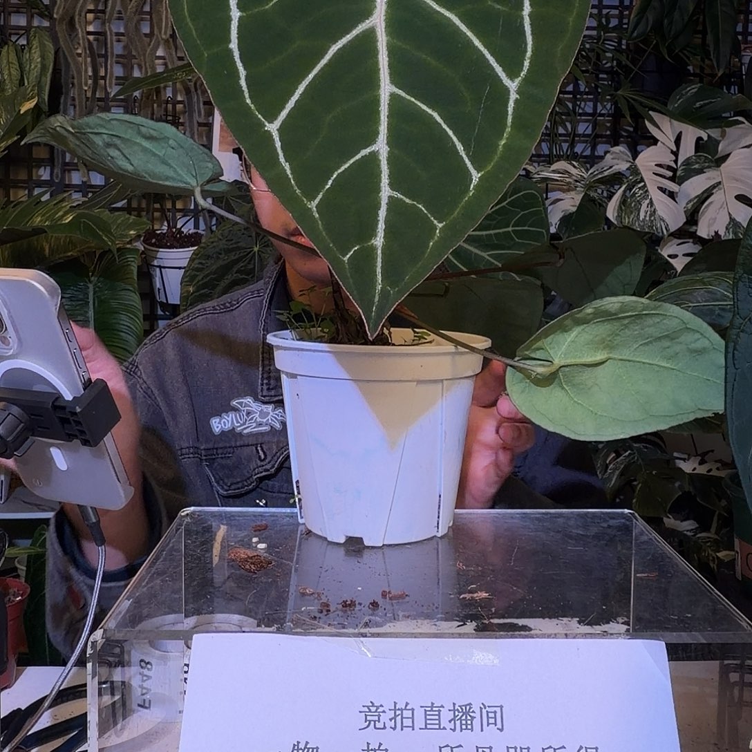 完全开放F448  红桃心