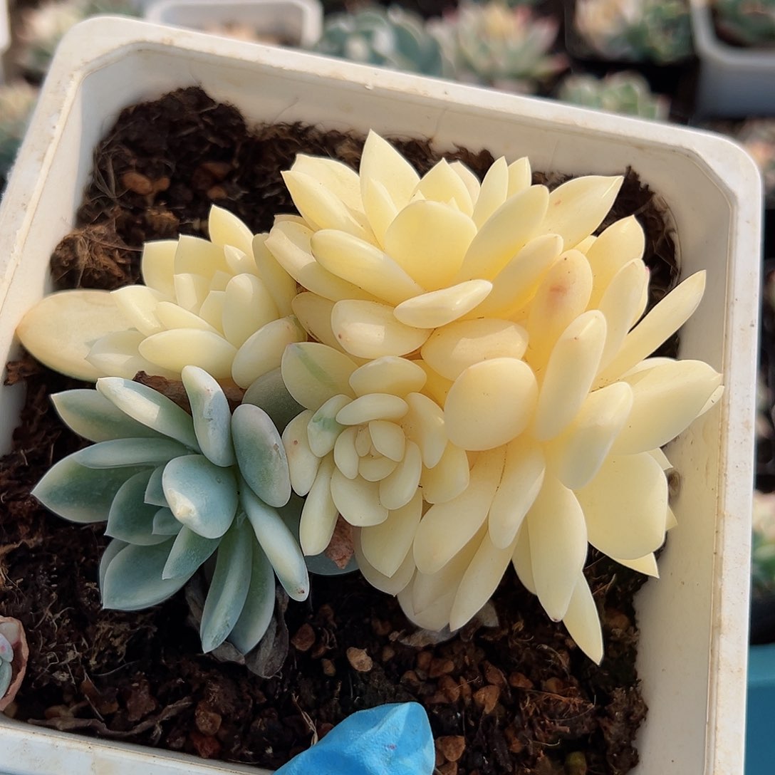 橙梦露锦底座，带覆轮锦头