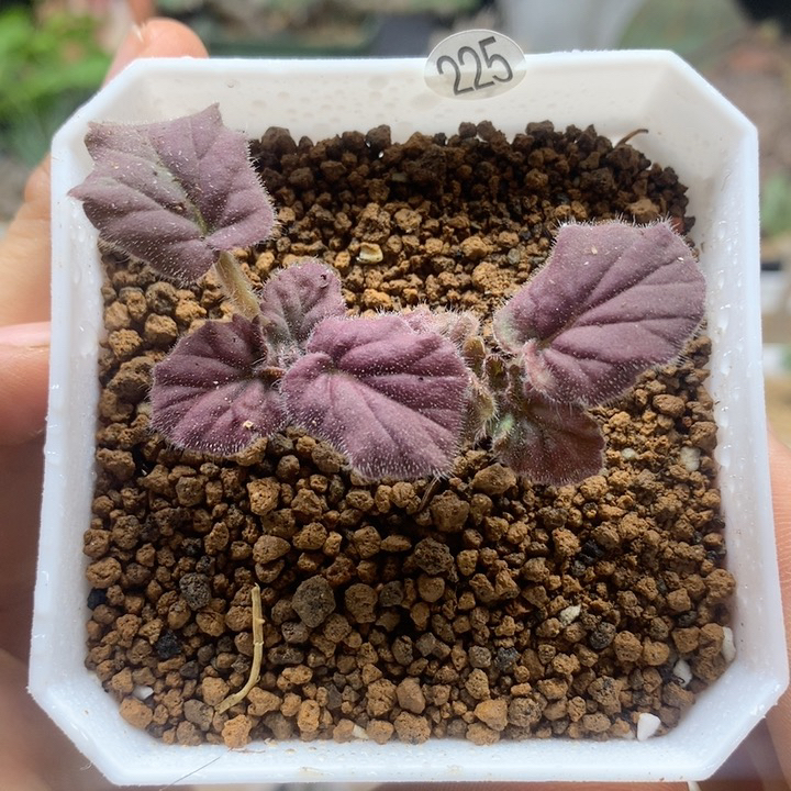 曲蕊杨葵2颗带盆225