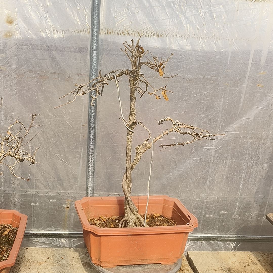 以实际为准原生小老桩宫灯石榴盆景包运费