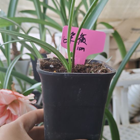 紫薇朱顶红重瓣小苗