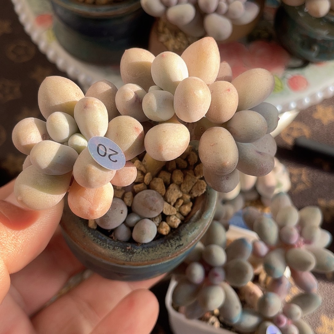 奶尖 脱土发货 5口盆