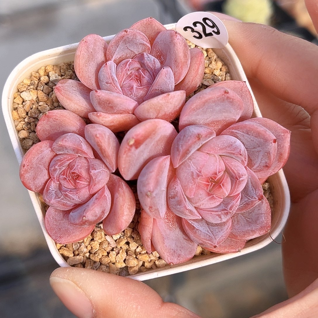 329 新品珍妮 满18包邮