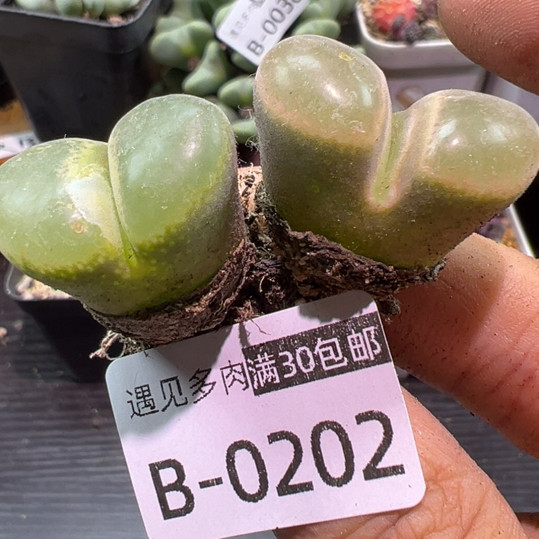 多肉植物111111111111