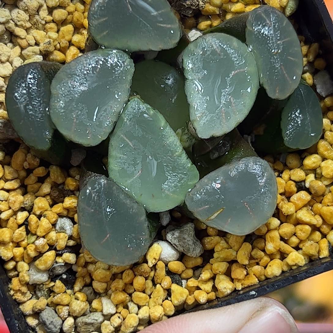 红月亮巨大化十二卷多肉植物