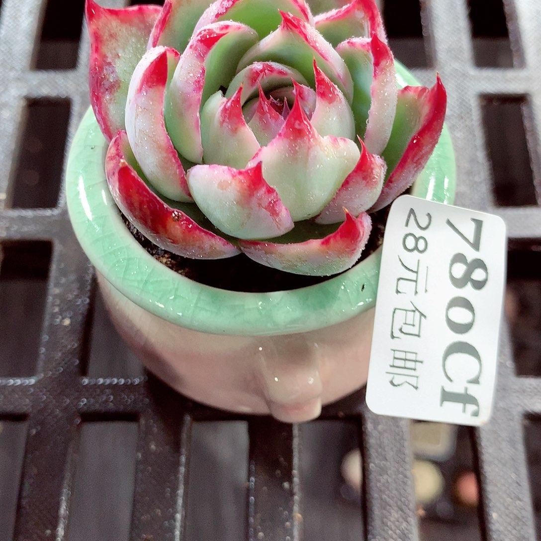 5厘米盆精控多肉750