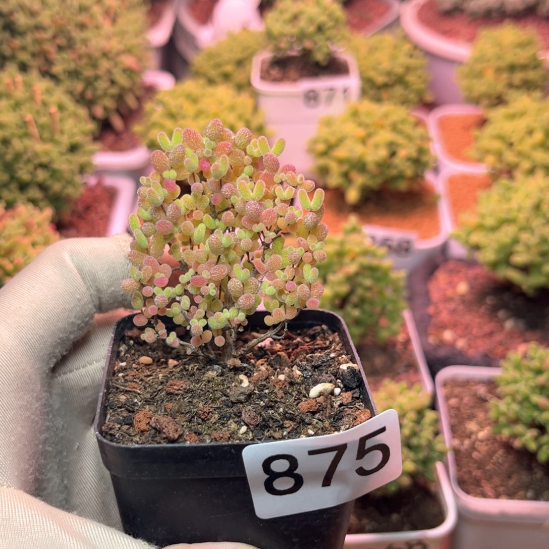 875蜜桔可爱多肉植物