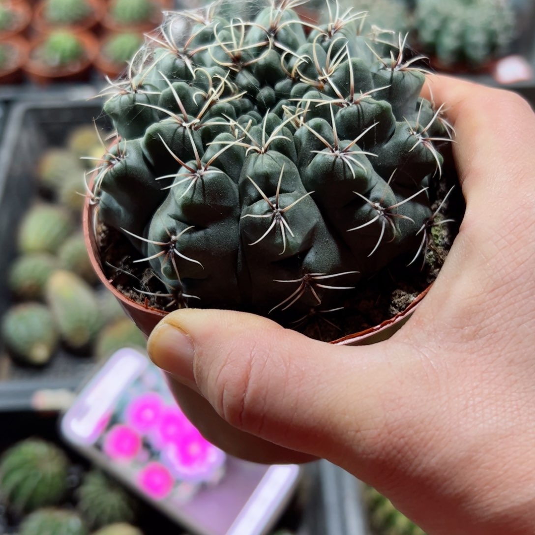 下38菲花玉根8公分左右脱盆发货20包邮