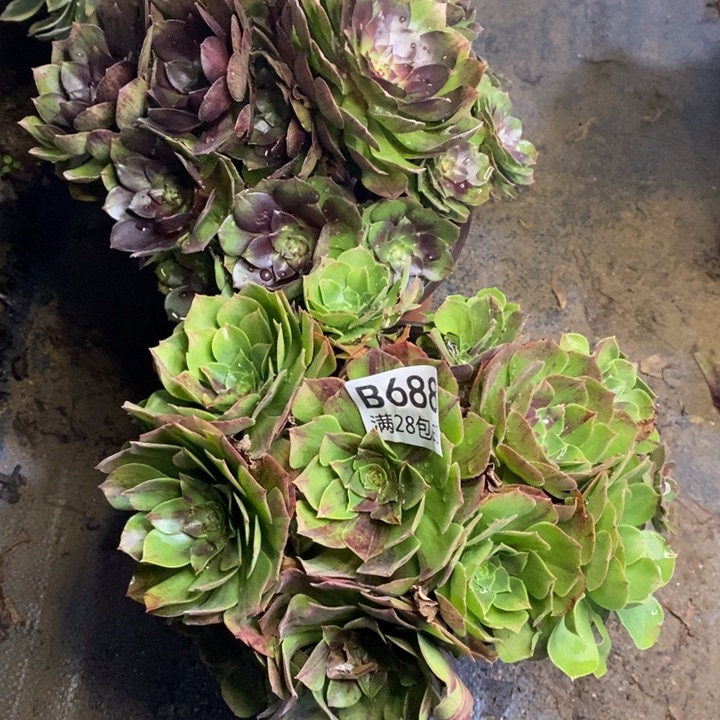 两盆多肉断头不包68