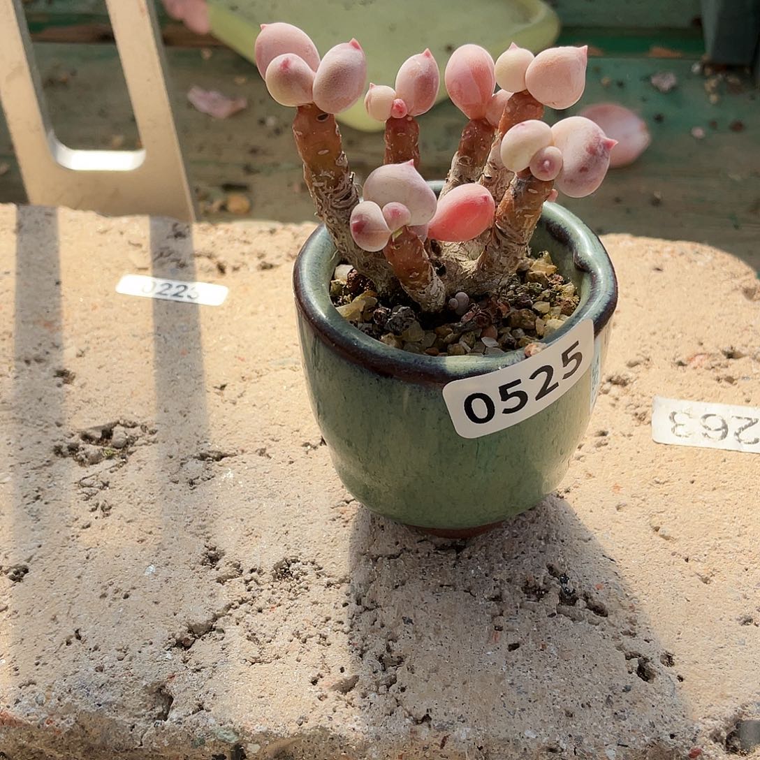 多肉植物的生长发育