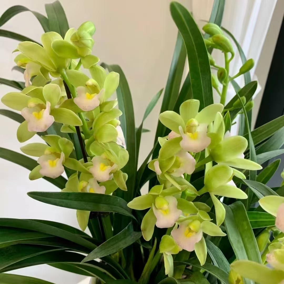 【带花苞】高端精品【香水香兰】浓香型兰花室内好养花卉开花植物花香