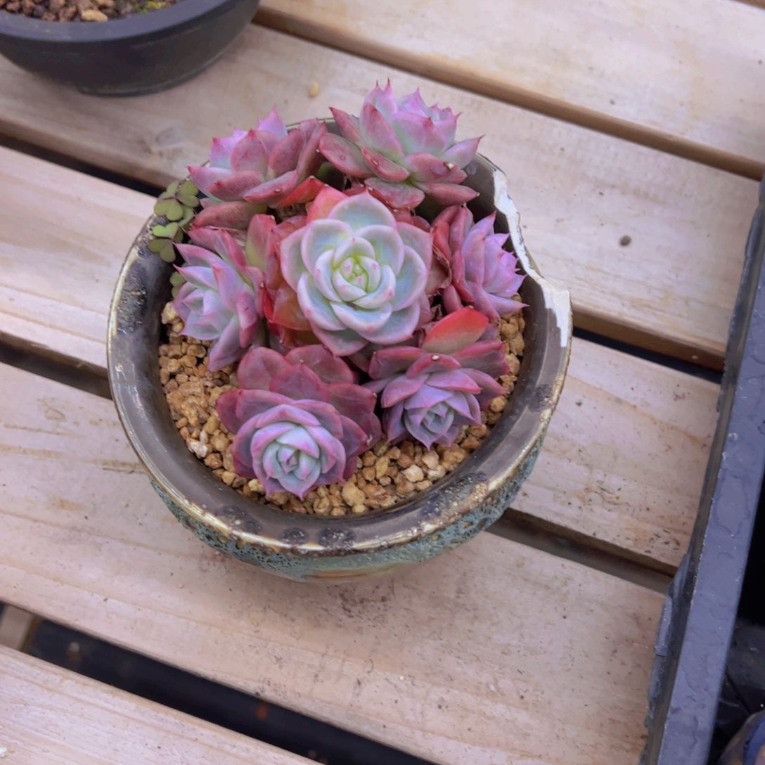 米*子新品，多肉植物