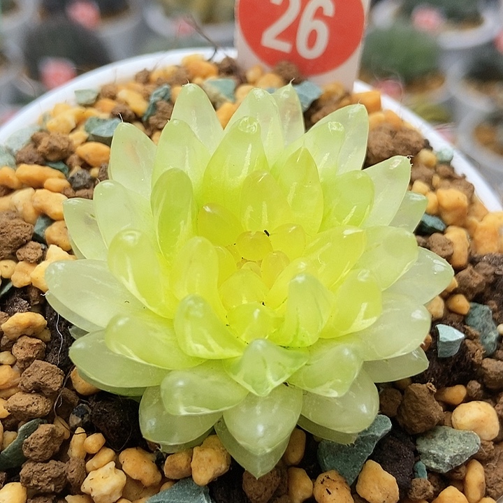 冰晶十=卷261111111111