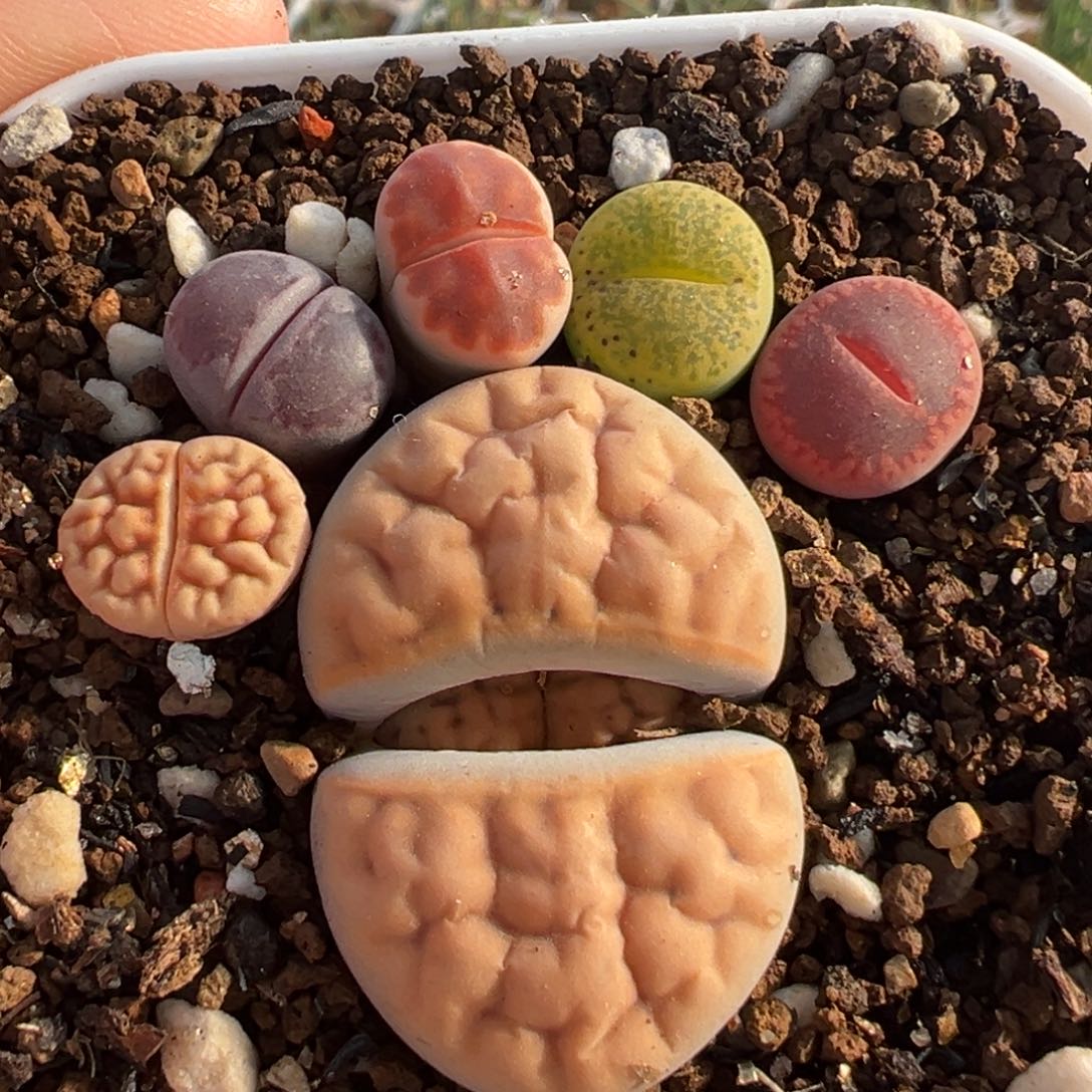 852多肉植物种类多样