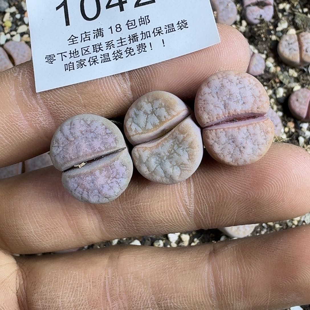 雪***莲1042 哈哈哈哈哈哈哈哈哈哈