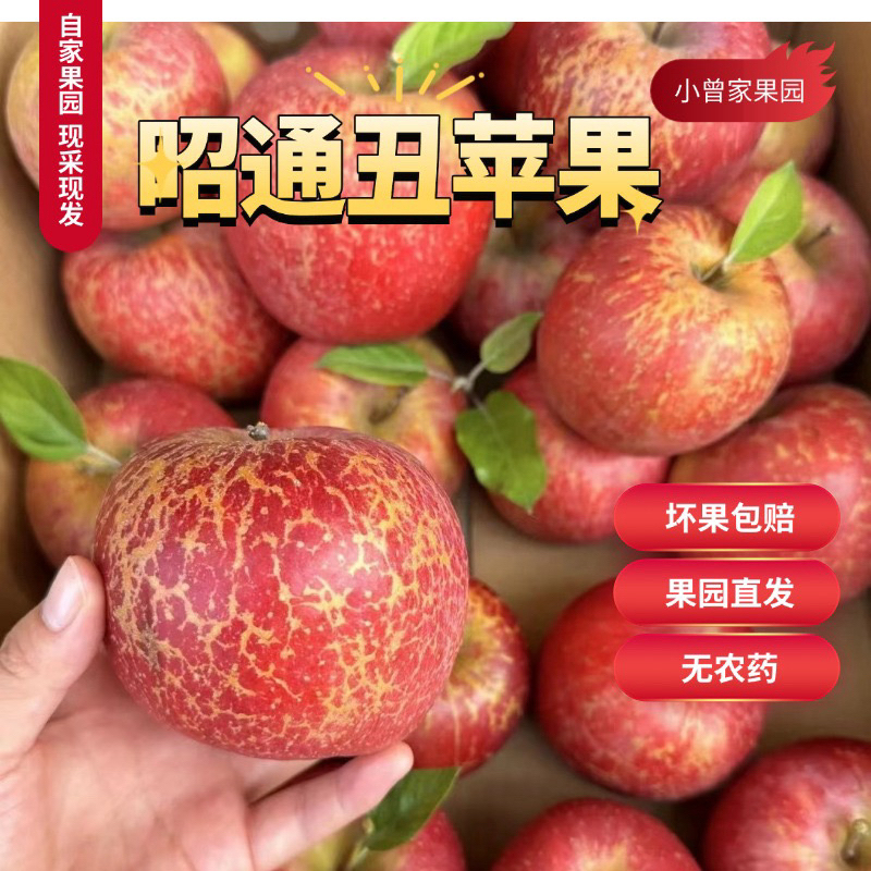 2025年云南昭通高原2001红富士丑苹果当季新鲜现摘酸甜多汁