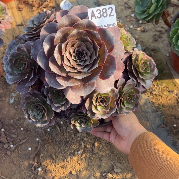 魅金多肉植物382.
