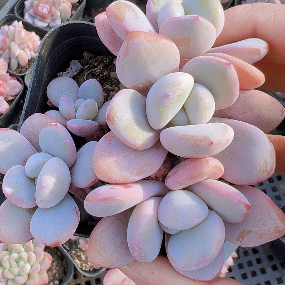 可***舍4头粉兔群19包邮多肉植物