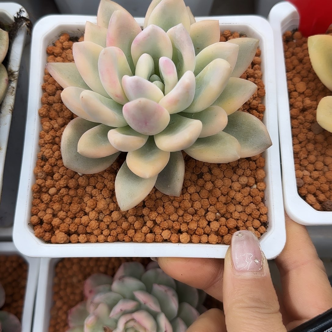 彩色奥普锦多肉植物