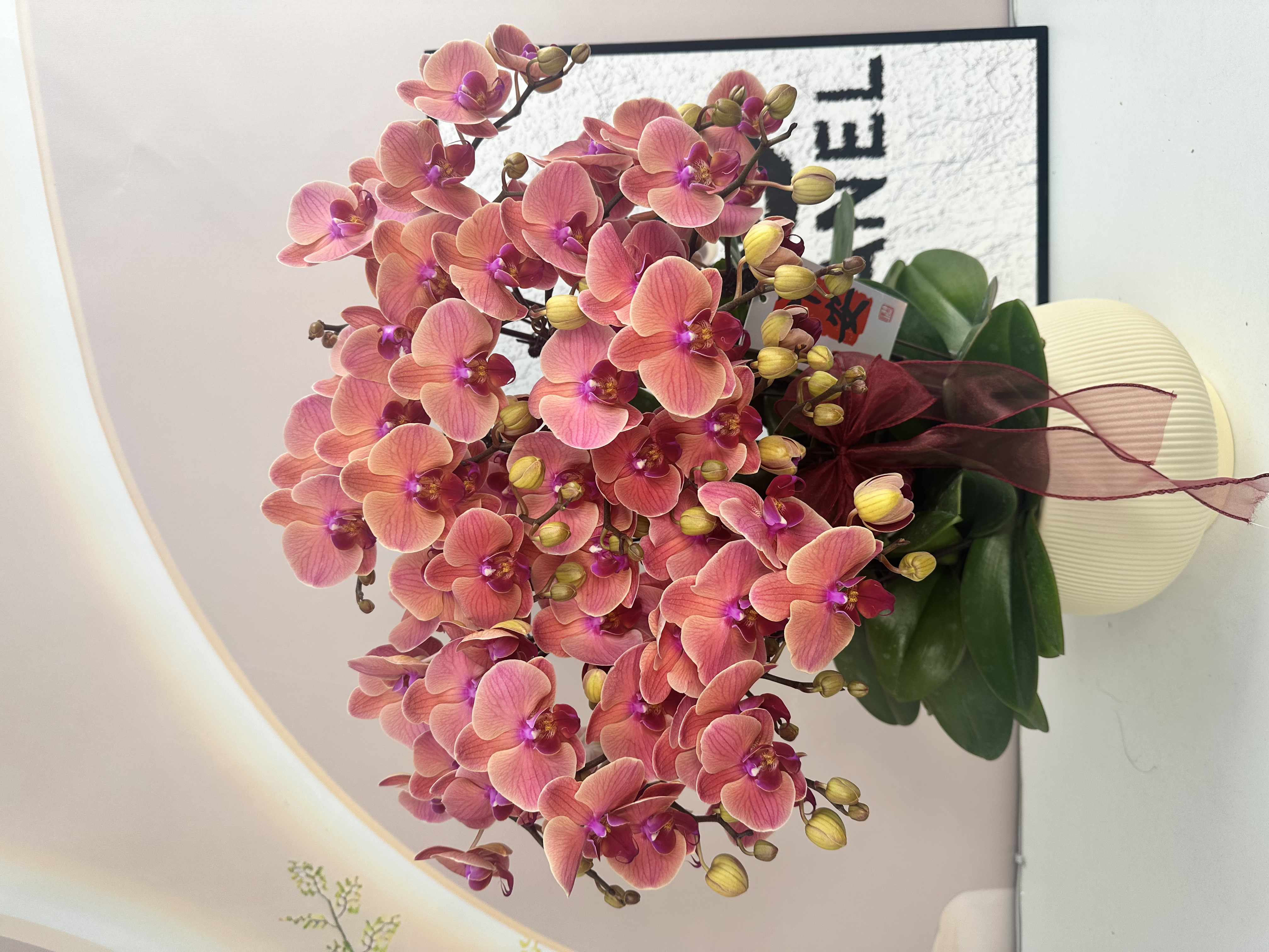 精品蝴蝶兰【小桔灯】鲜花盆栽好养活多样性发货