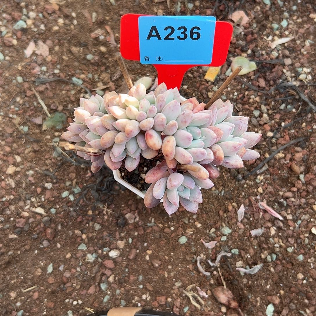 龙***豆多肉植物一物一拍