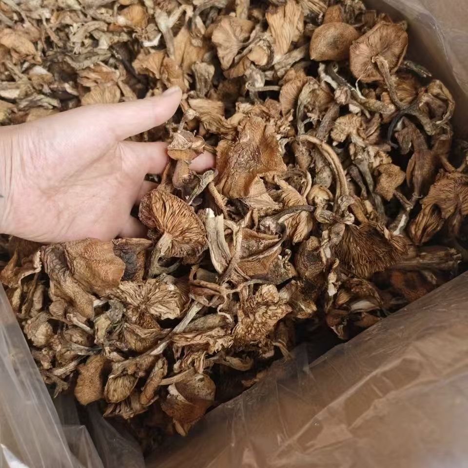 长白山野生榛蘑，头茬草蘑。挑选去根