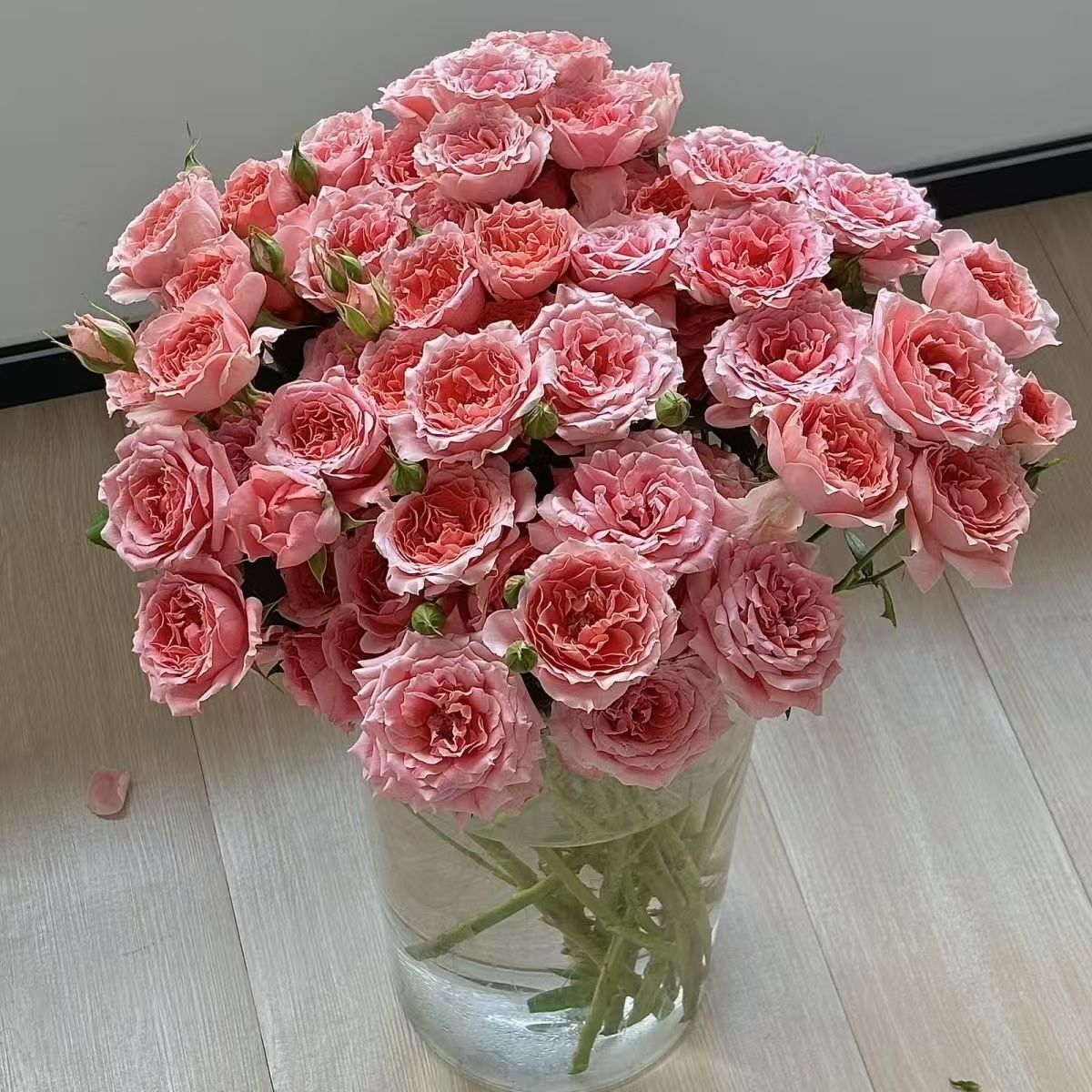 【粉色拉拉队】鲜花玫瑰丨赠营养液拍两单发：顺丰或冷链(送货上门)