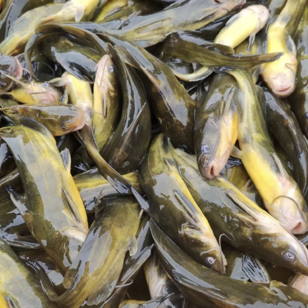 黄骨鱼淡水鱼可观赏可食用顺丰包邮