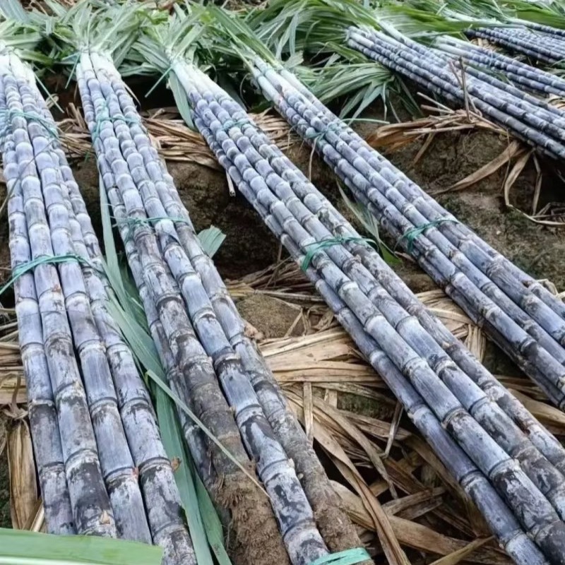 甘蔗一盒（去结切断）