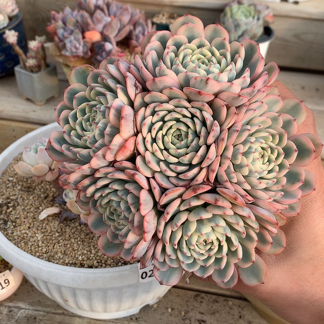 234蓝姬莲锦有砍一颗15厘米