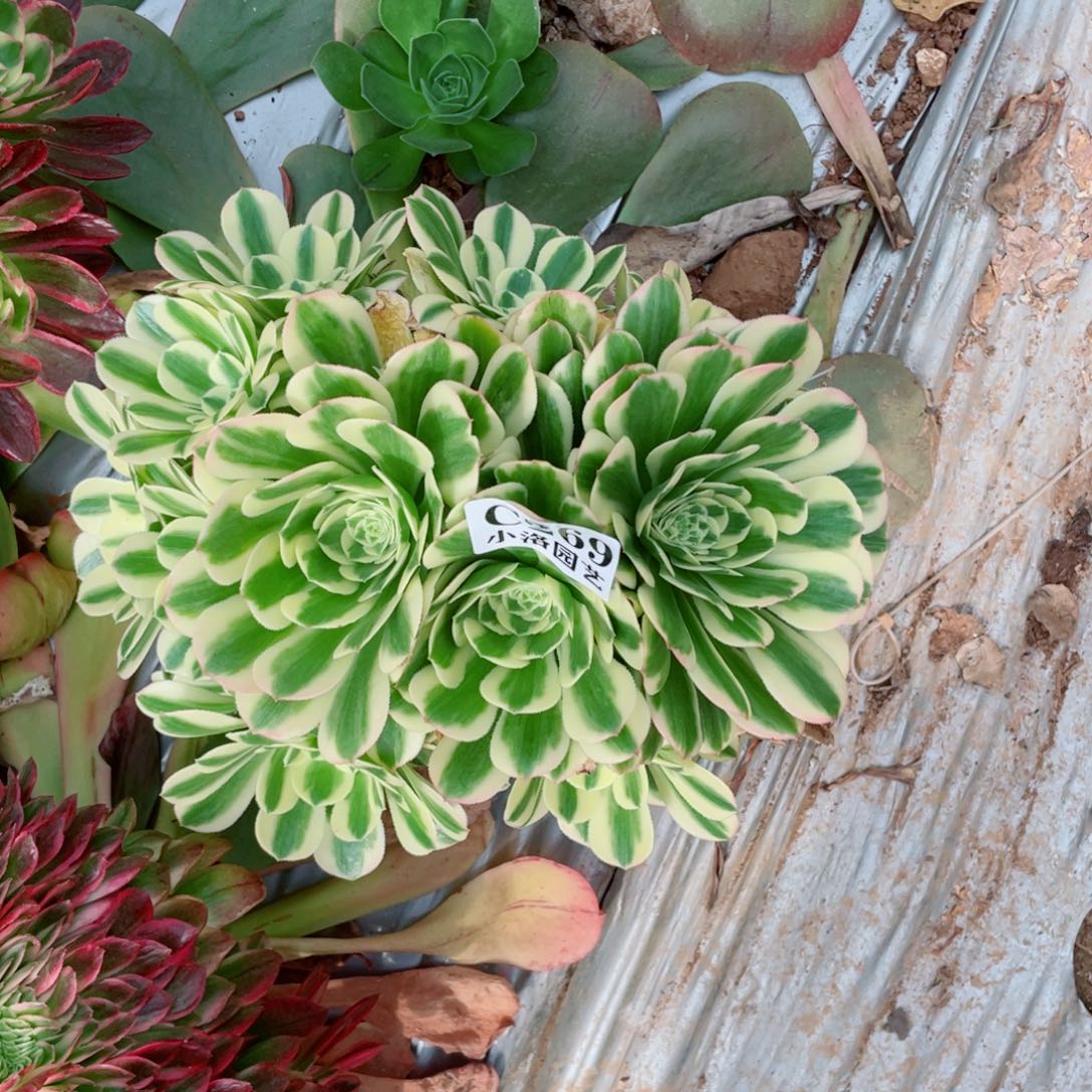 269号迈巴赫法师锦无根发货