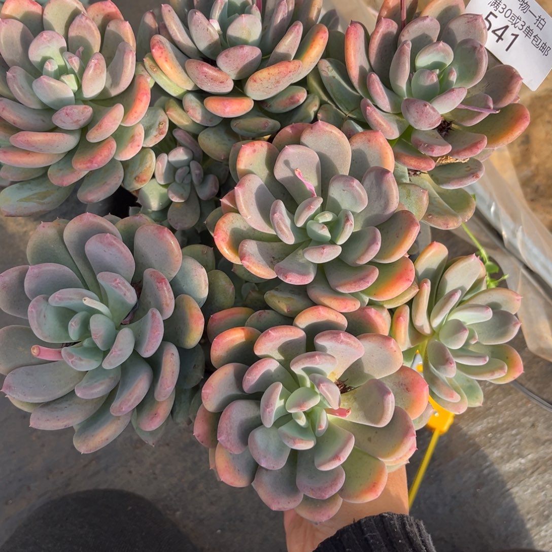 541灰姑娘多肉植物～