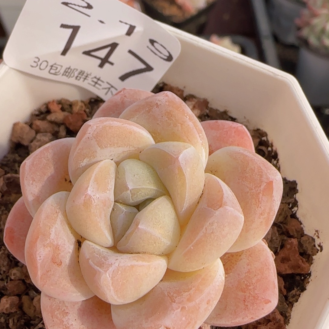 冰玉单头一颗脱土发货