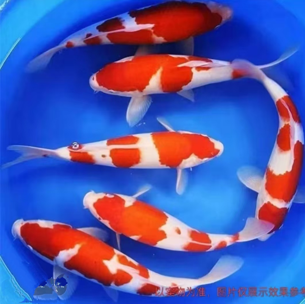 1号链接，锦鲤观赏鱼好养易活包邮包开箱冷水鱼