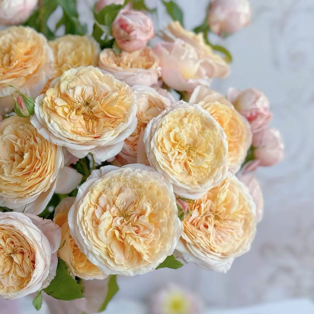 扦插中苗土球发【玫瑰香橙】杯状花型，带有浓香，抗病性强