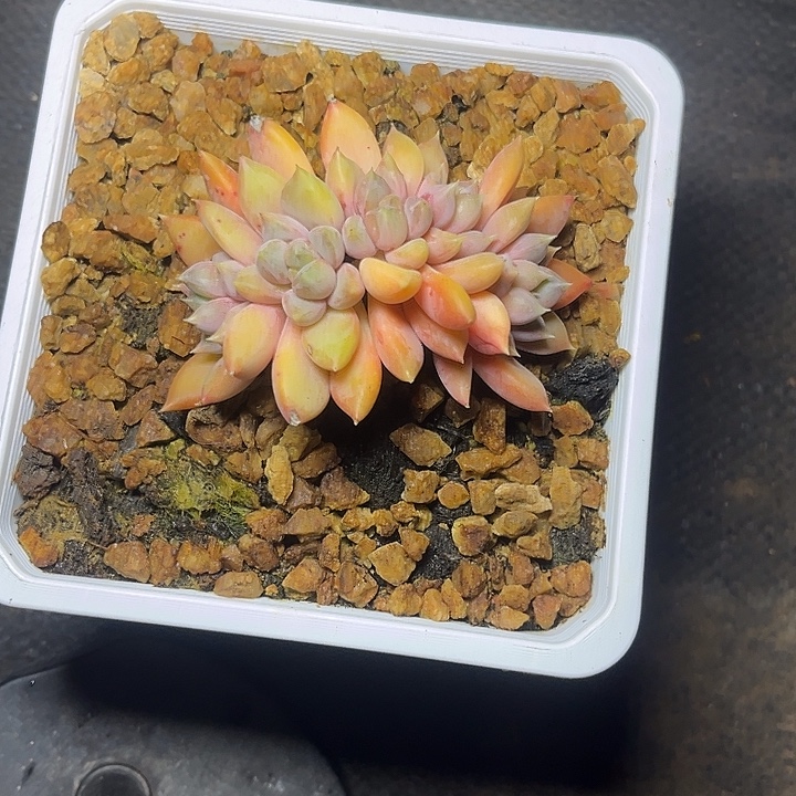 多肉植物象牙朵朵