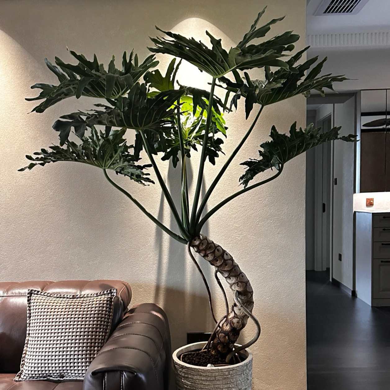 龙鳞春羽种植盆栽好养护室内桌面阳台四季常绿好养绿植