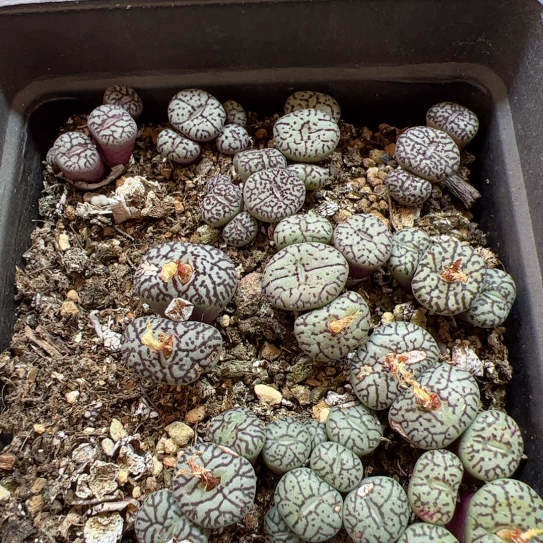 【闪购商品】238 年终清盒